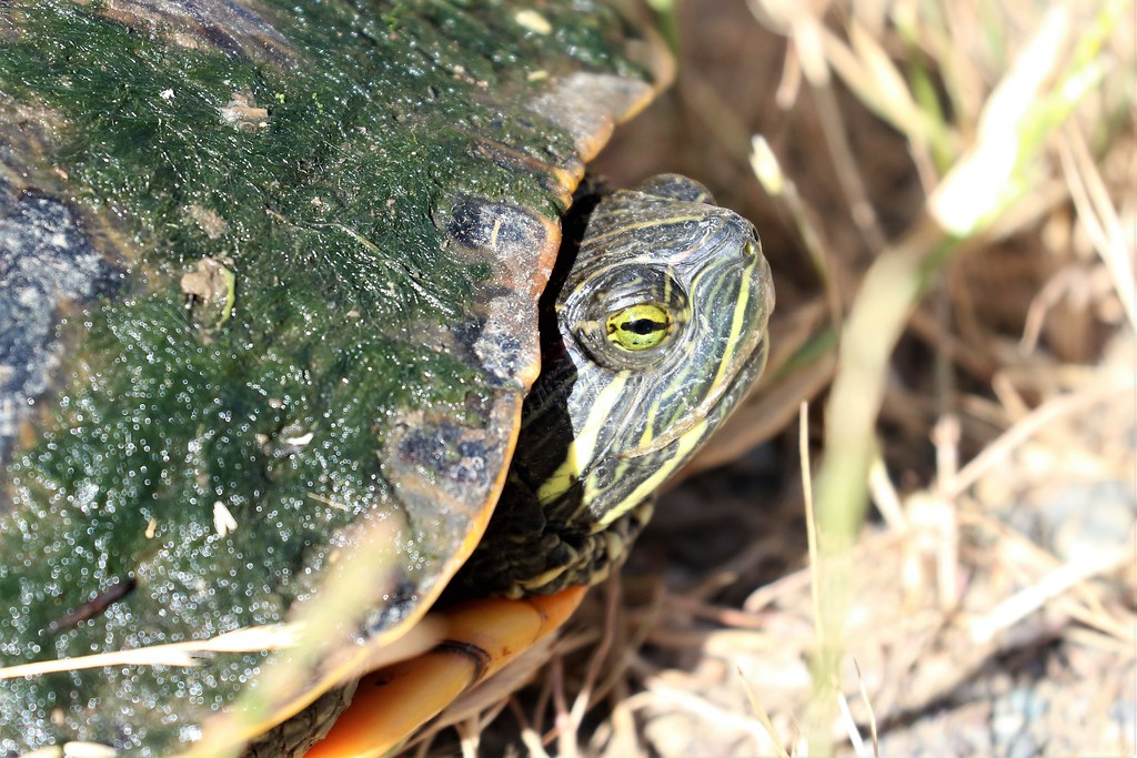 Pseudemys scripta elegans Red-eared Slider