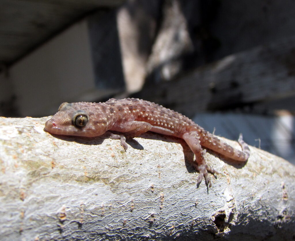 Mediterranean house gecko