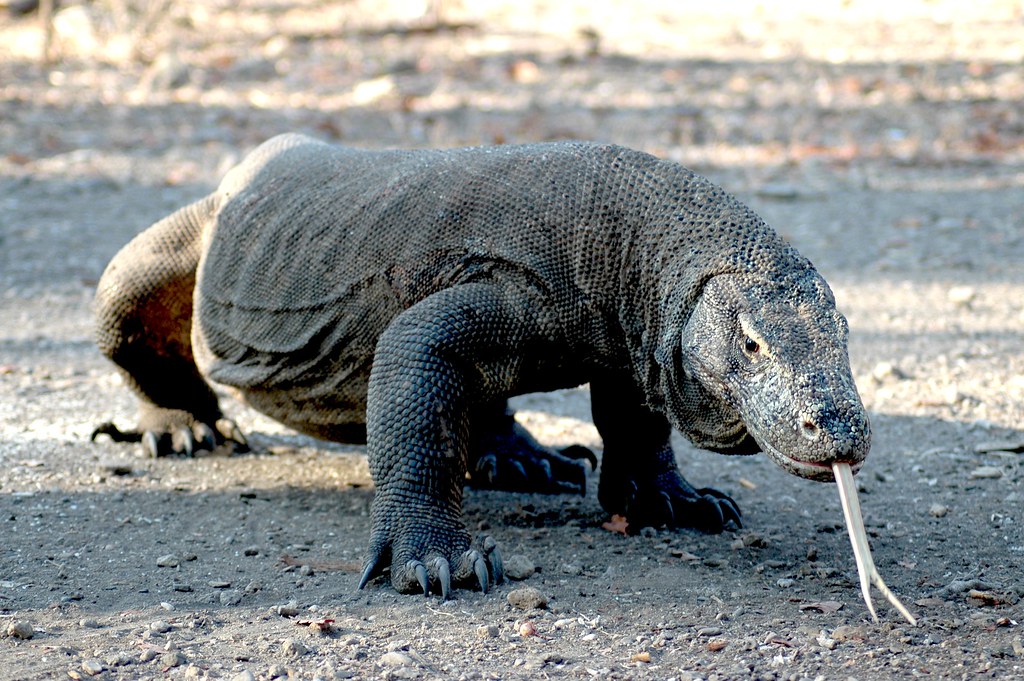 Forked tongue of Komodo Dragon - Komodo, Indonesia