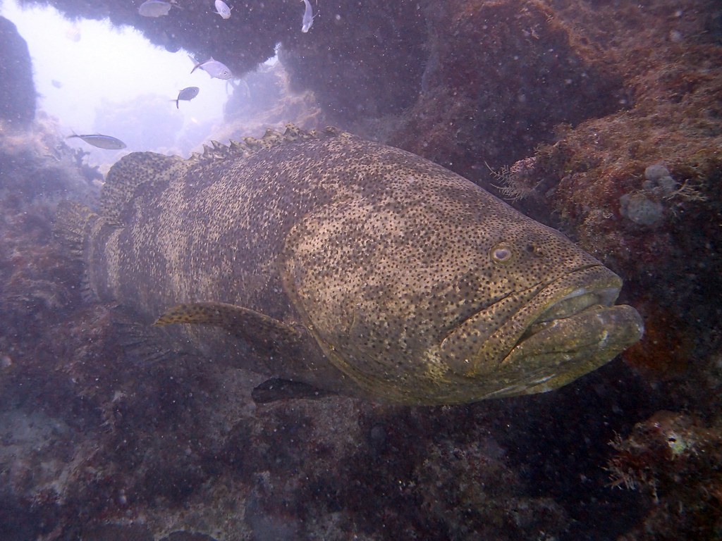 The Atlantic Goliath Grouper's Population Rebound