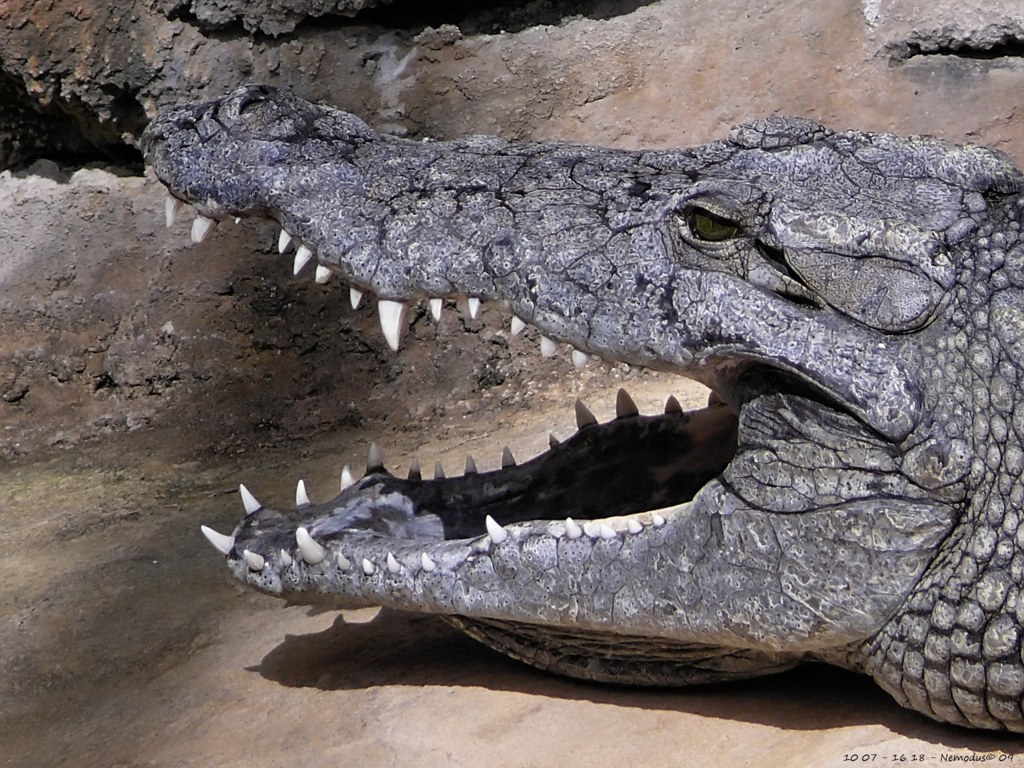 Crocodile with an open mouth
