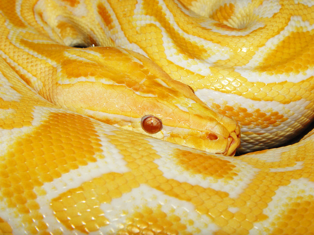 Burmese python