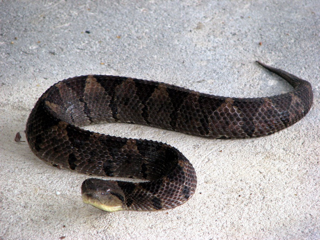 jumping pit viper