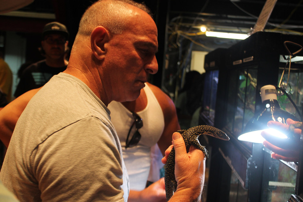 Signs of Comfort and Trust in Reptiles