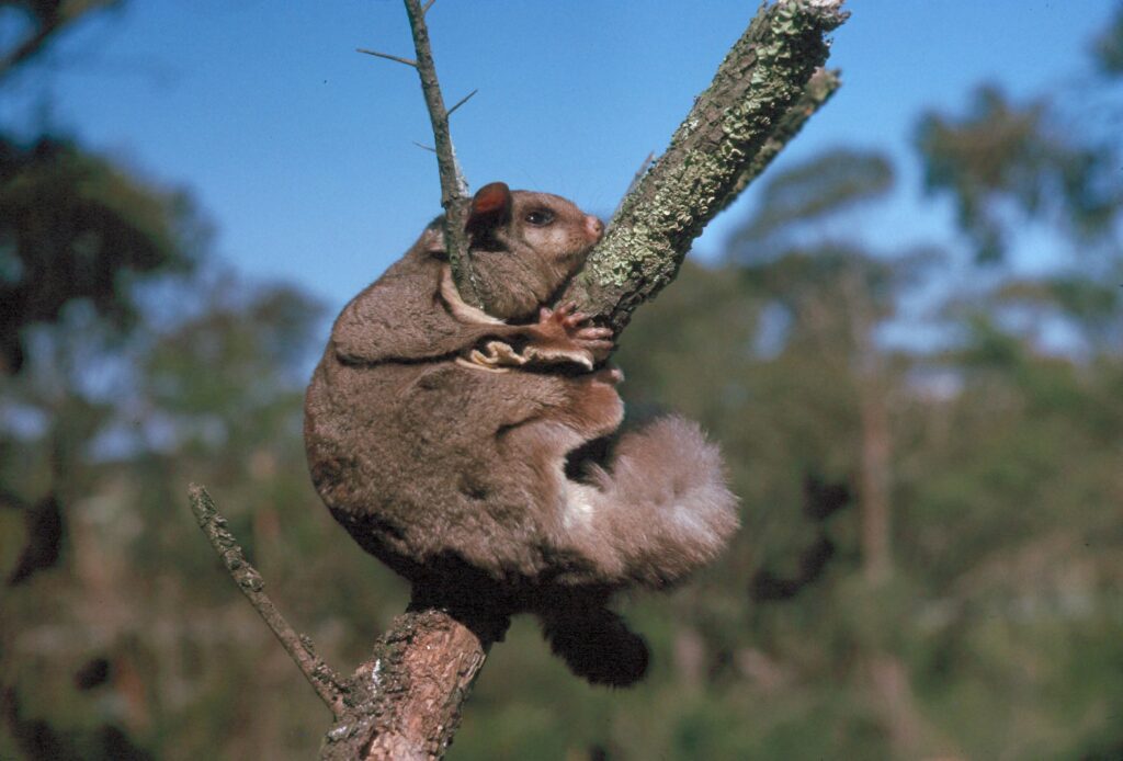 Sugar glider clinging to tree