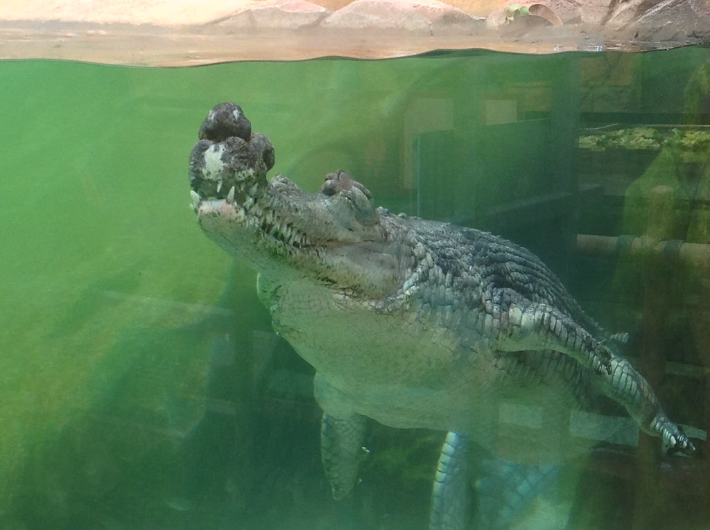 River Specialists: The Gharial's Aquatic Adaptations