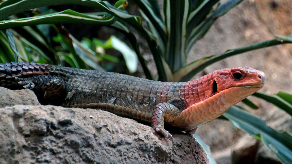 Broad-headed Skink, Plestiodon