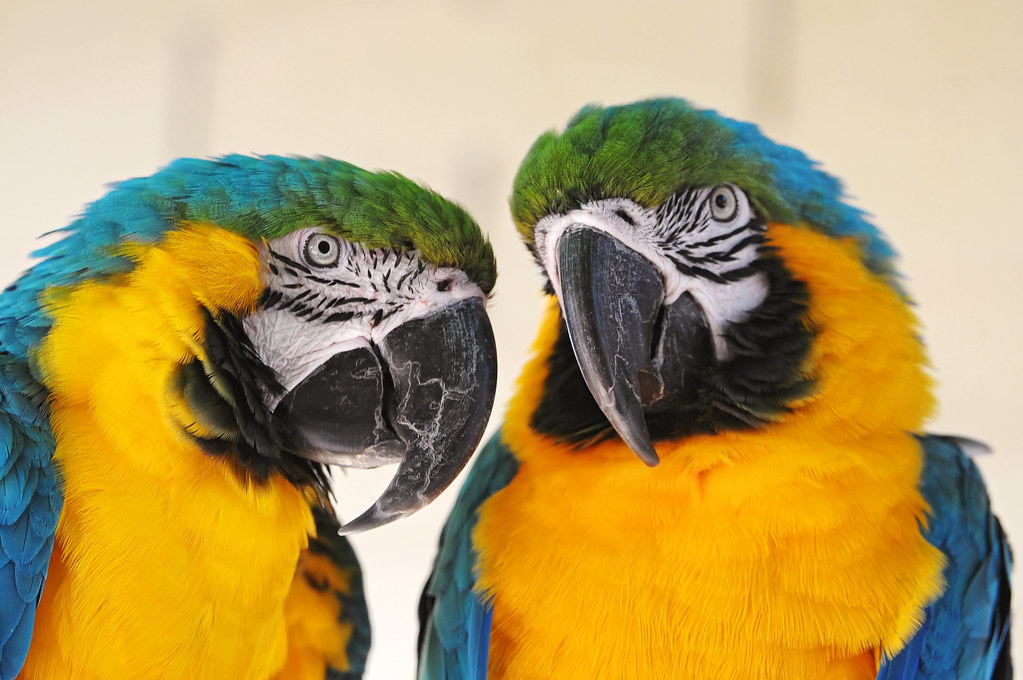 Colorful macaws