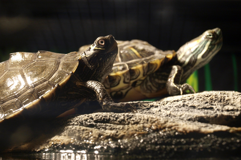 Basking Behavior During Breeding Season
