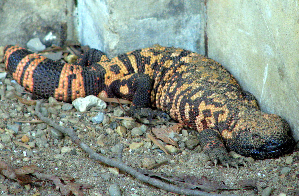 Knoxville Zoo Gila Monster