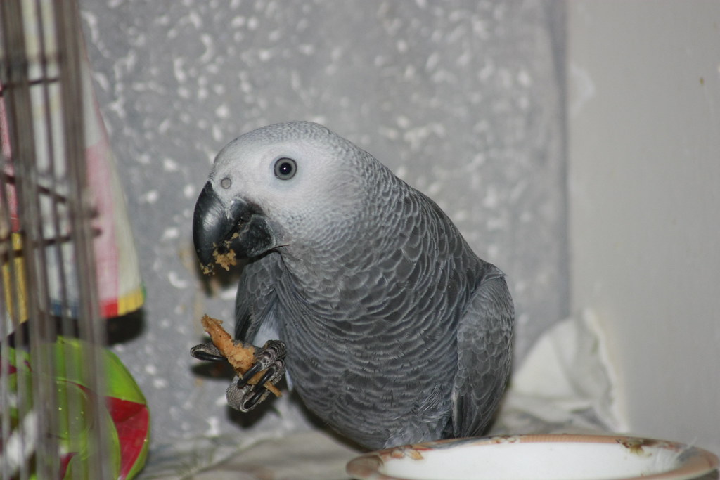 Grey Parrot Eating out of his claw