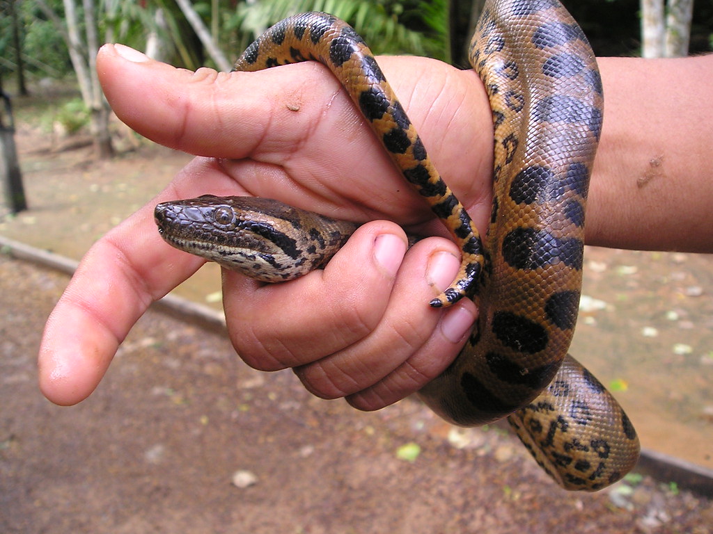 Green Anaconda - Eunectes murinus