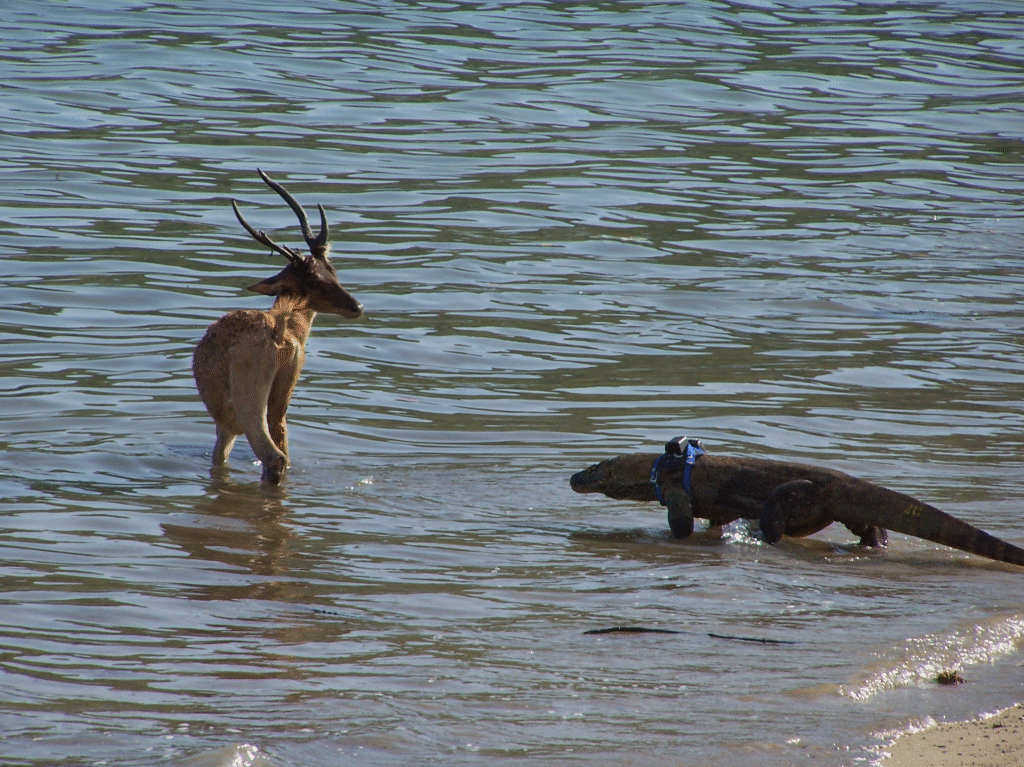 Komodo dragon stalking deer