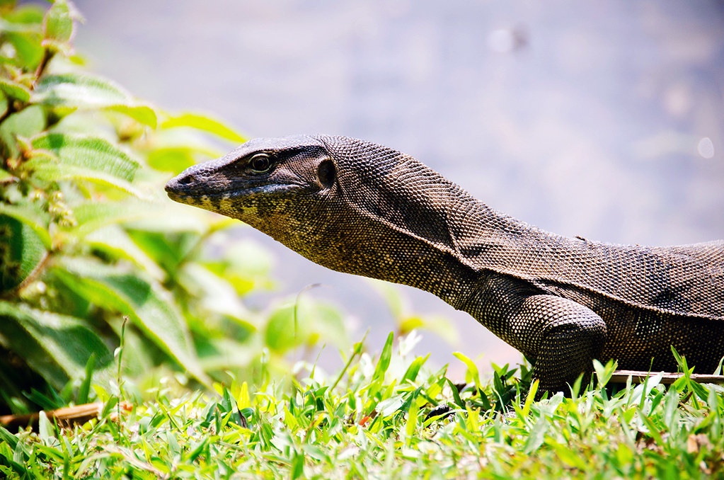 Asian Water Monitor Lizard