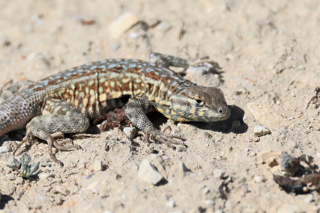 Common side-blotched lizard