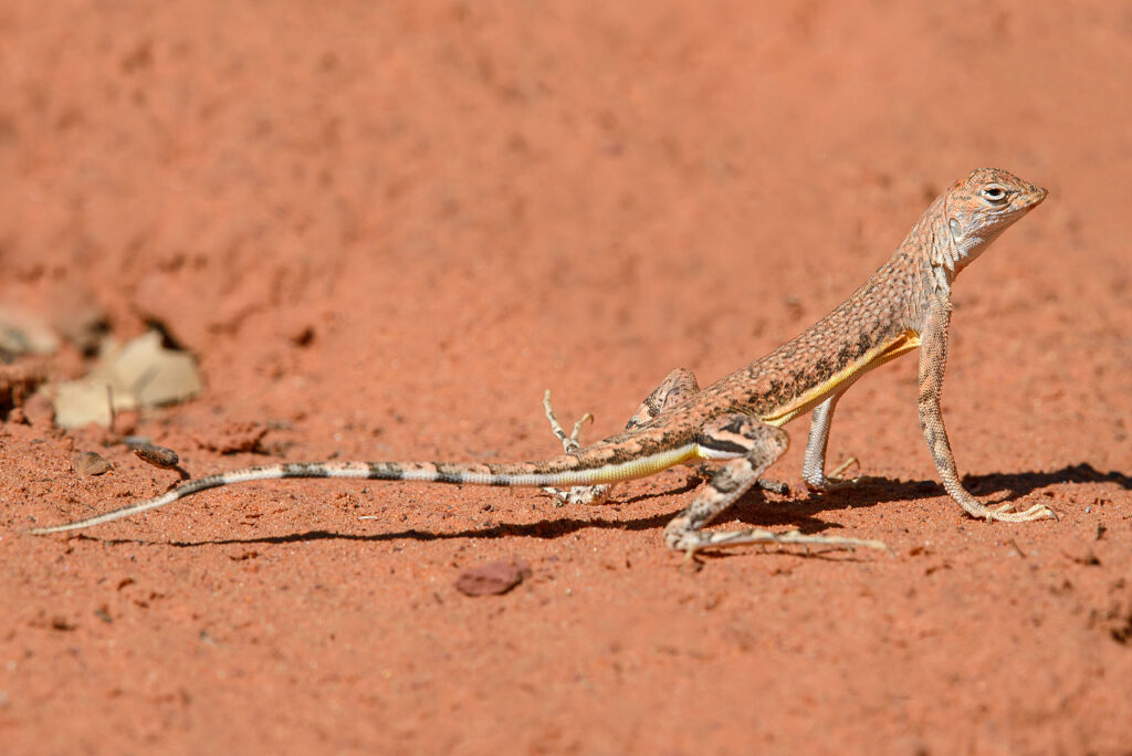 Pinkish Zebra-tailed lizard (Callisaurus draconoides)