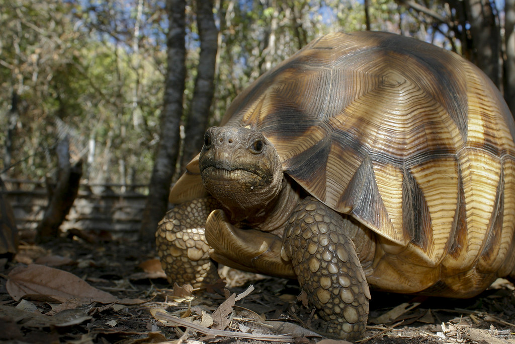 Ploughshare Tortoise: Combating the Exotic Pet Trade