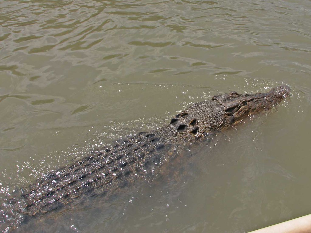 Saltwater Crocodile