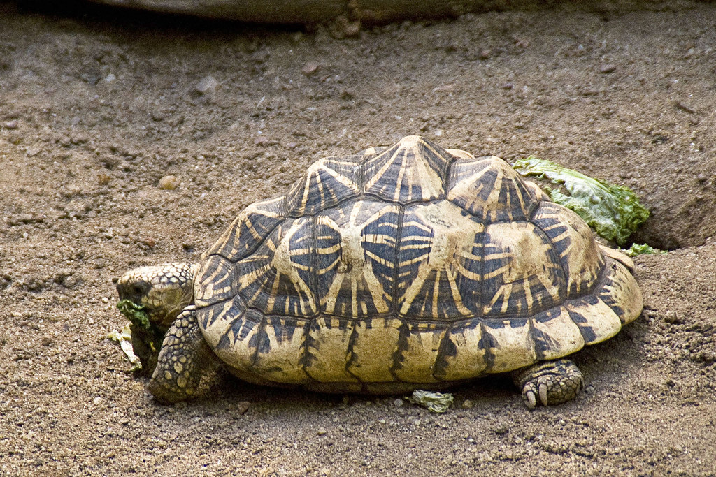 Indian star tortoise