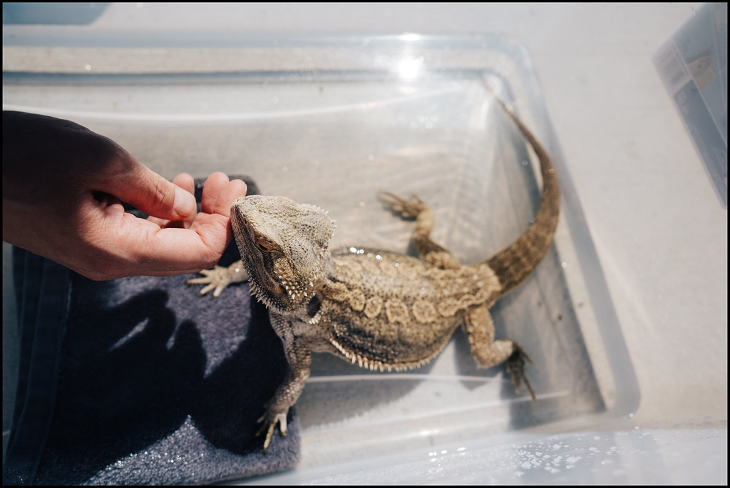 Conclusion: Redefining Bonds Beyond Mammals