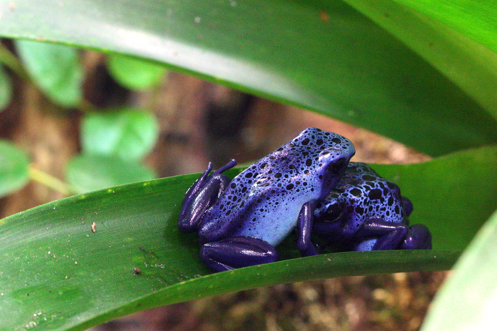 Blue Poison Dart Frogs