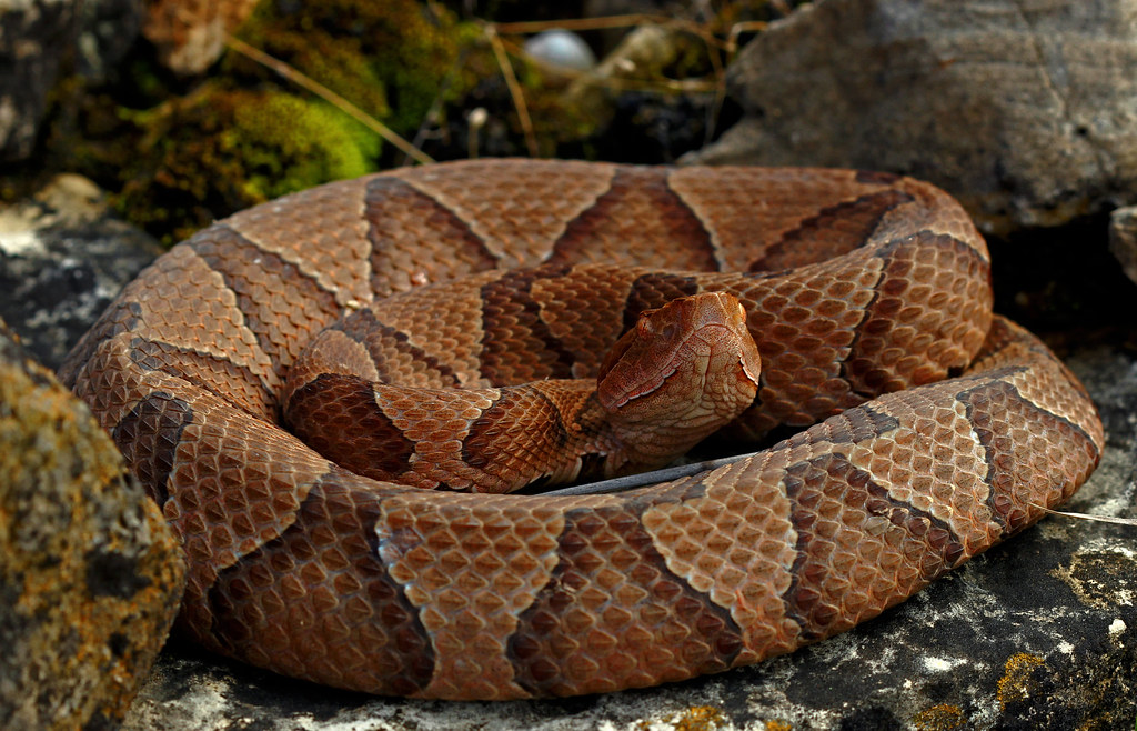 Copperhead Camouflage and Encounters