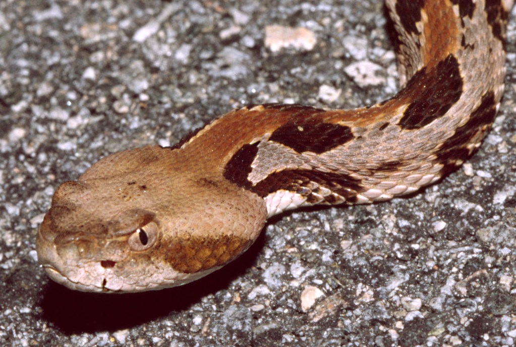 Rattlesnake Encounter Safety Protocols