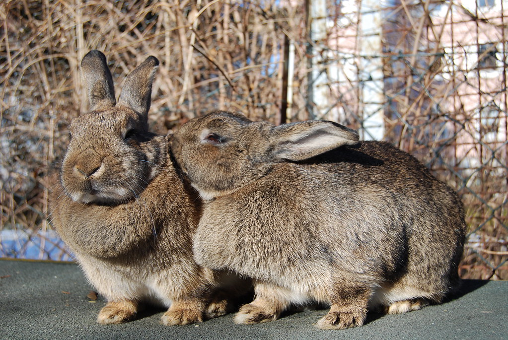 Rabbits grooming