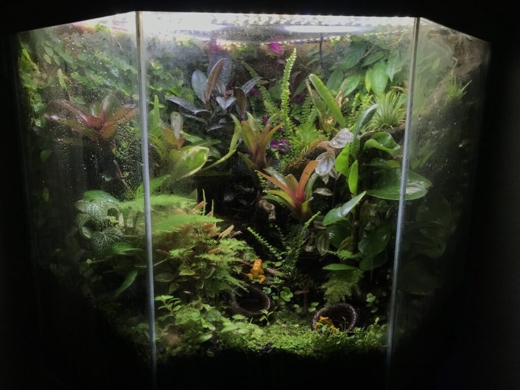 Phyllobates terribilis Bioactive Enclosure