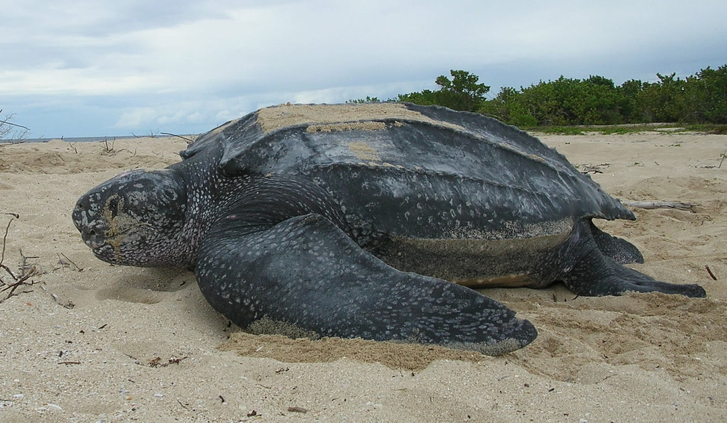 Leatherback Sea Turtles Can Dive Deeper Than Most Marine Mammals