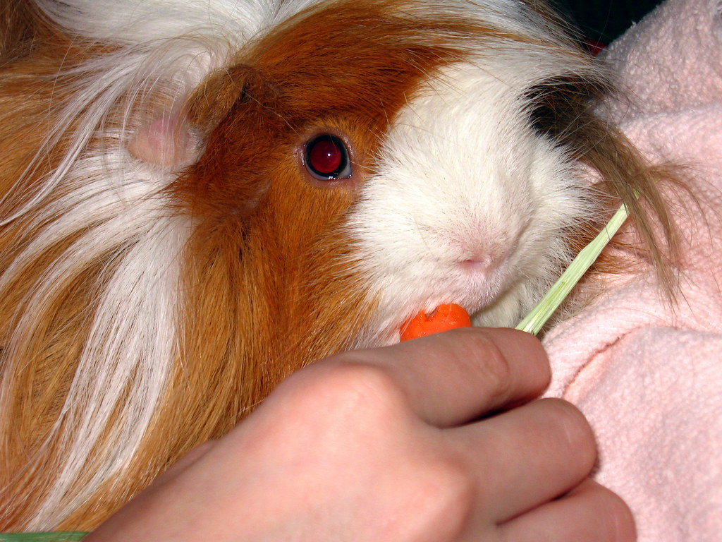 Nutritional Support for Healthy Coats