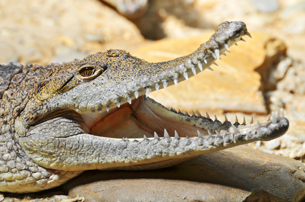 Crocodile with open mouth