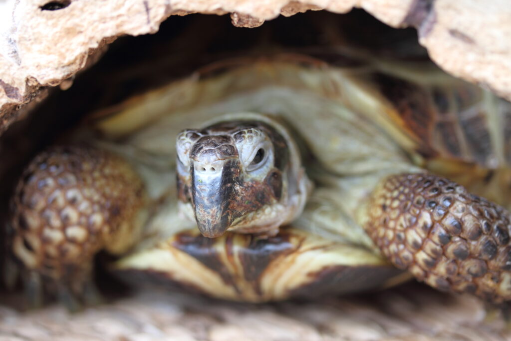 Russian Tortoise (Testudo horsfieldii)