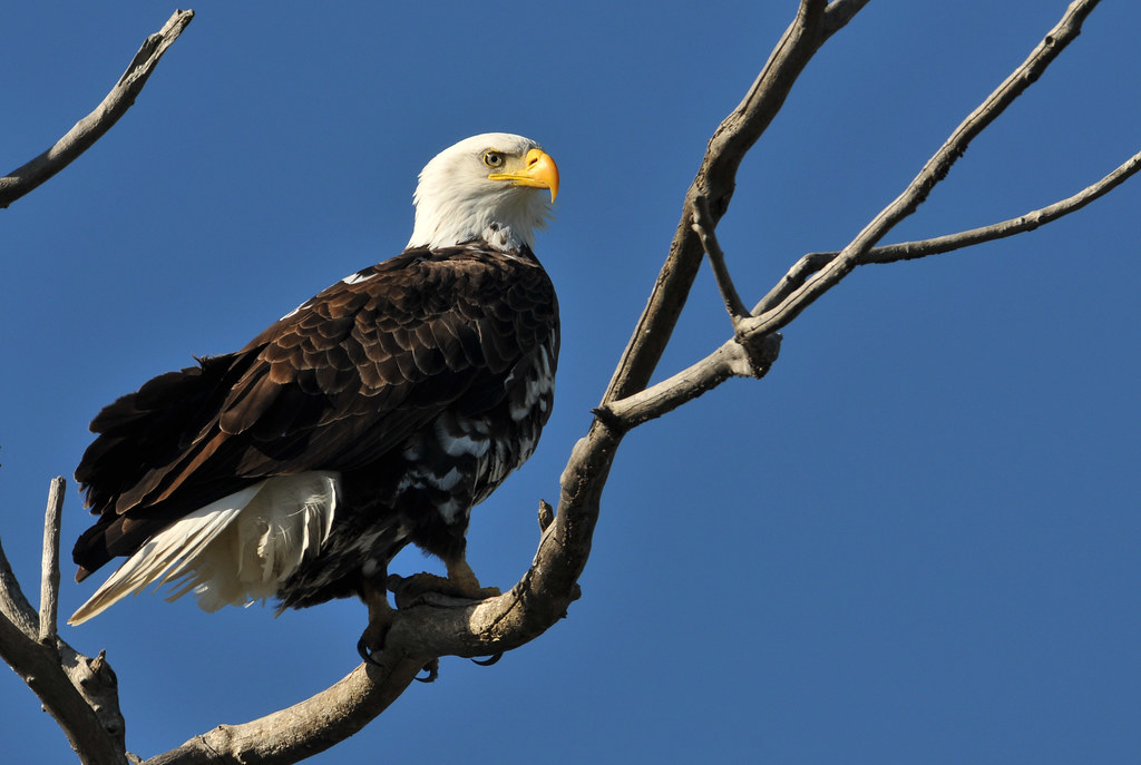 The American Bald Eagle's Remarkable Recovery