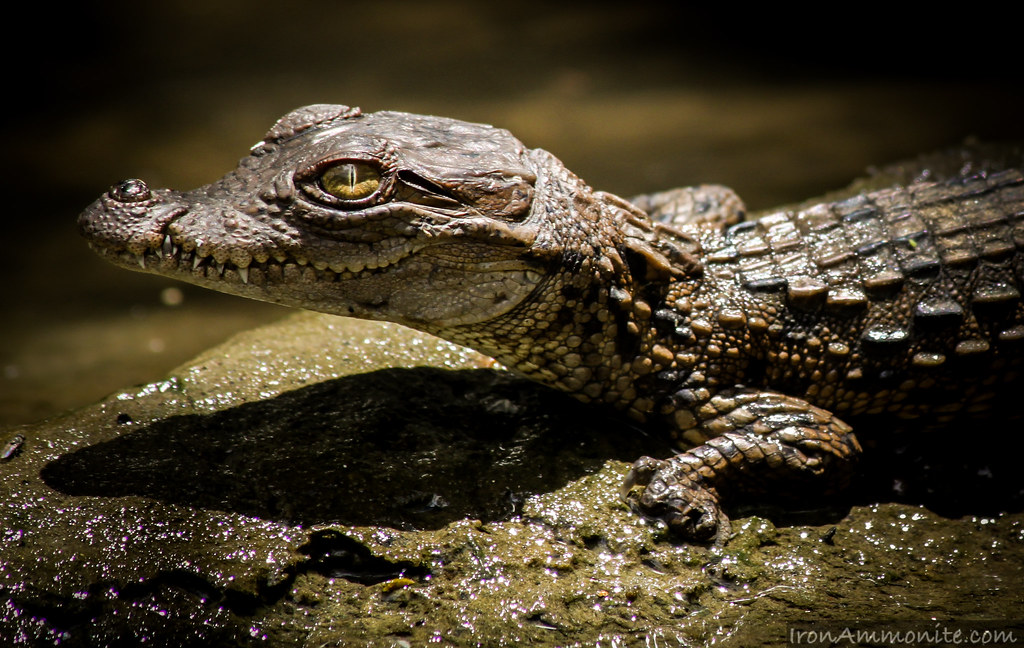 Juvenile Mugger Crocodile