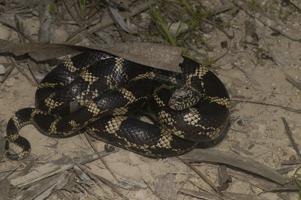 Common Kingsnake (Lampropeltis getula)