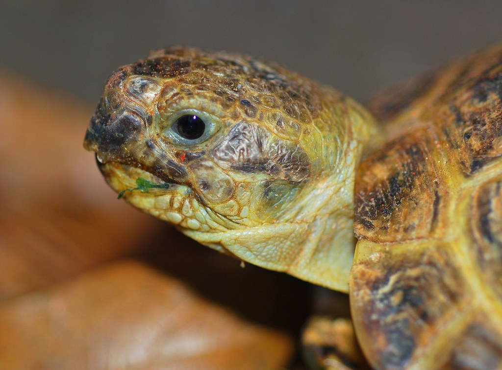 Russian Tortoise