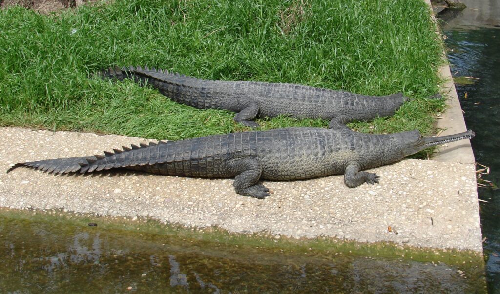 Conservation Challenges: Threats to Survival in Different Habitats