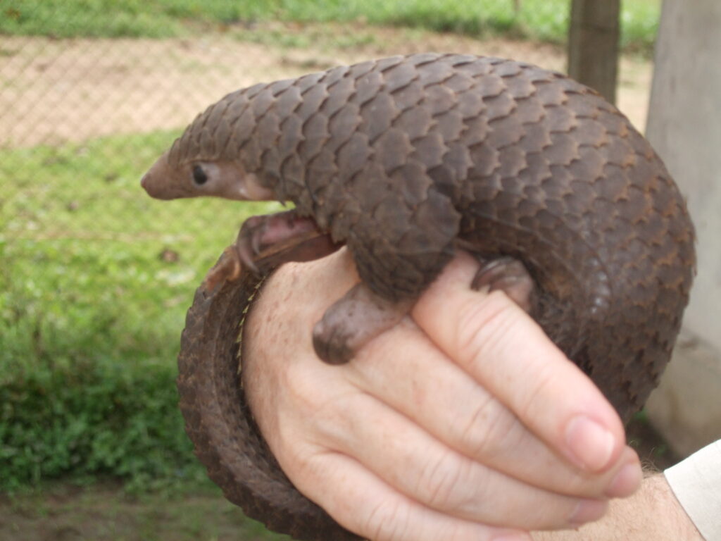 Pangolins: The World's Most Trafficked Mammals
