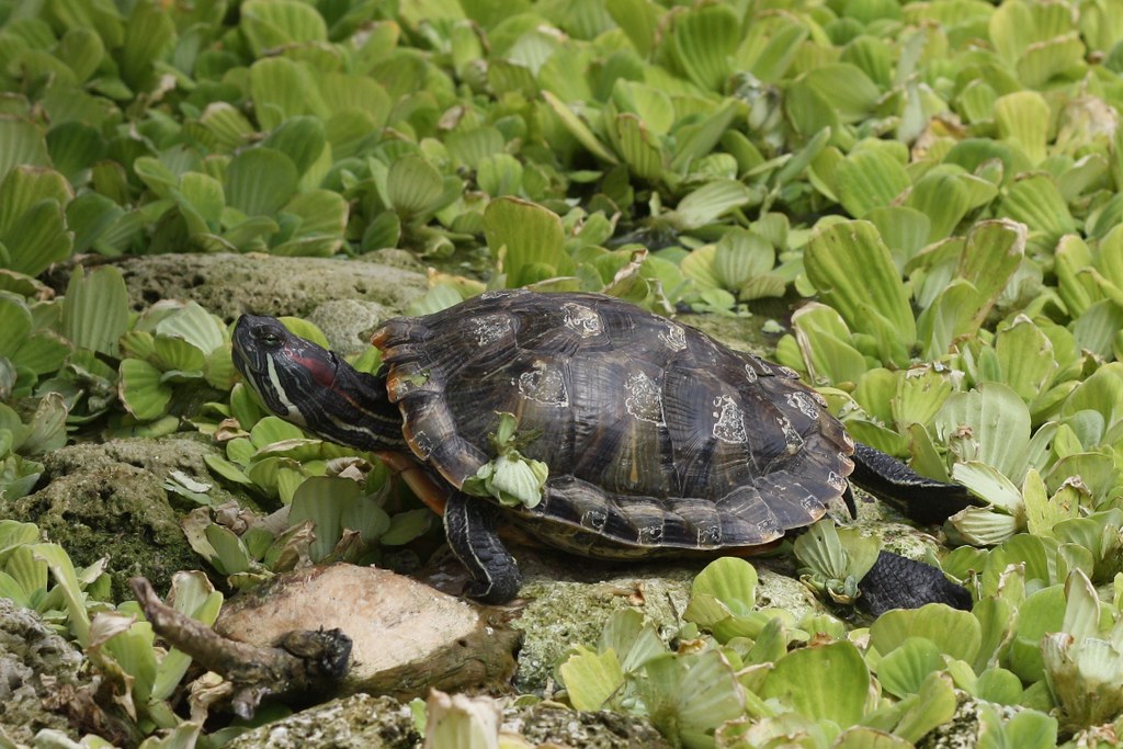 Red-eared slider turtle profile