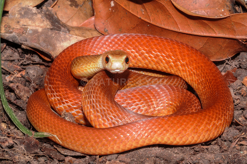 Coastal Taipan Oxyuranus scutellatus