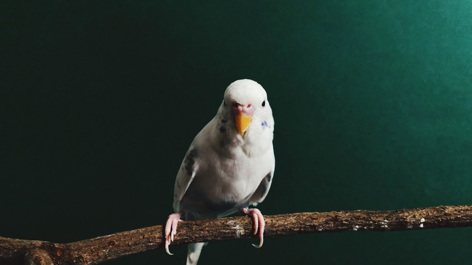 a white bird perched on a tree branch