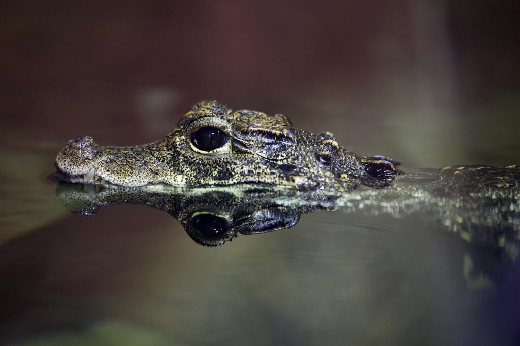 Virginia: Occasional Alligator Sightings
