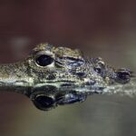 Virginia: Occasional Alligator Sightings