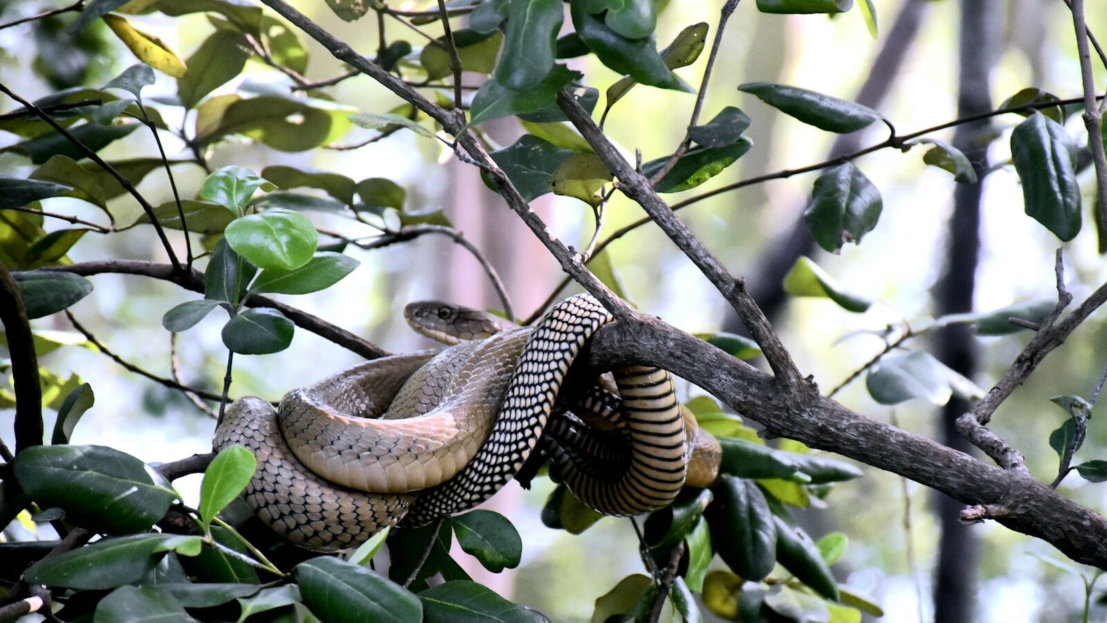 black and white snake on green tree