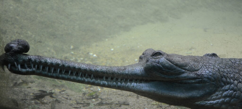 Gharial male