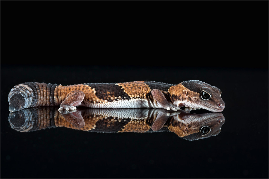 African Fat-Tailed Gecko (Hemitheconyx caudicinctus)