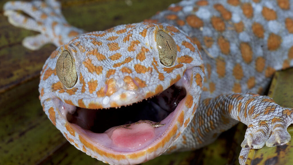 Tokay gecko with its mouth open