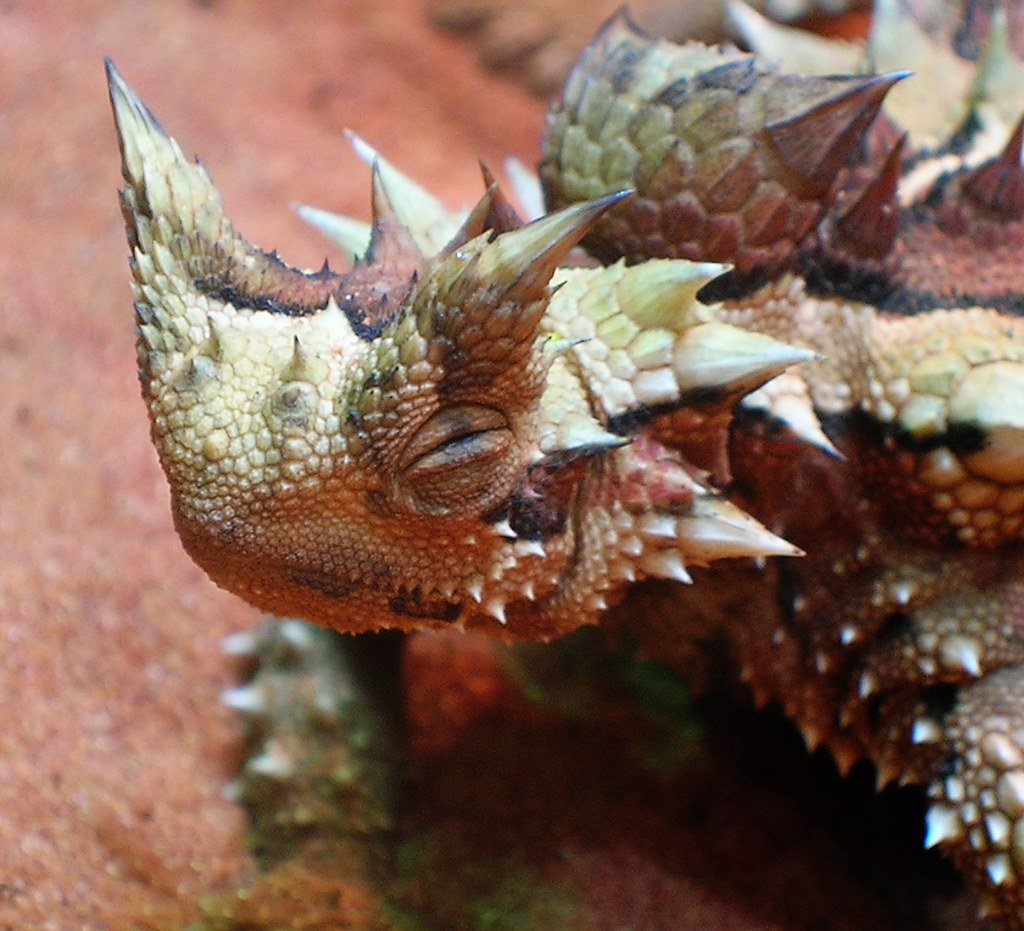 Thorny Devil
