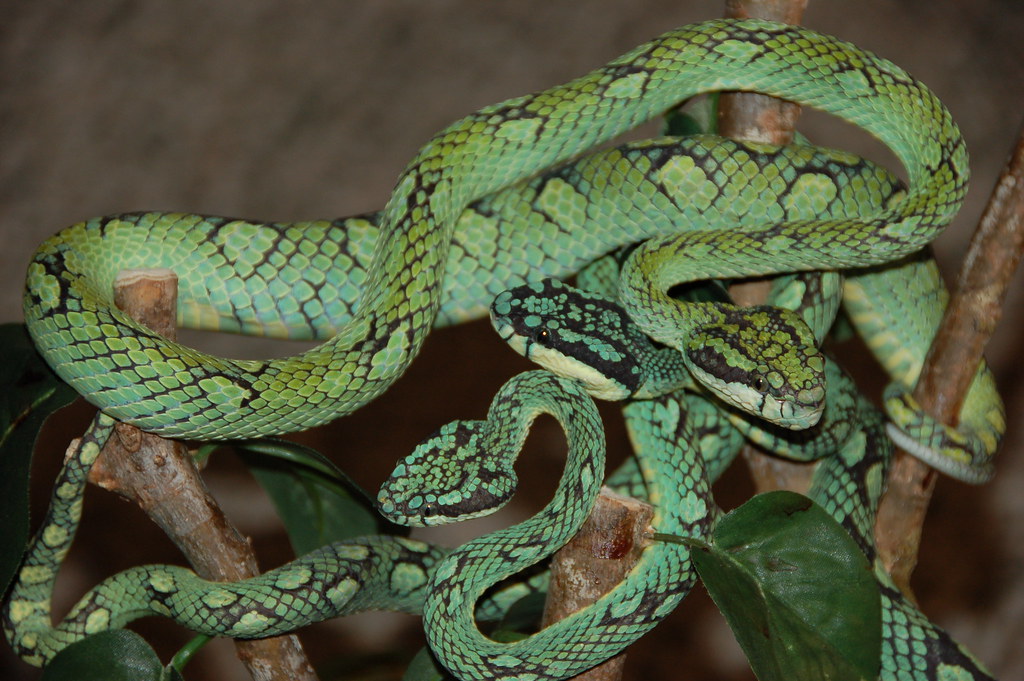 Guatemalan Palm Viper (Pit Viper)